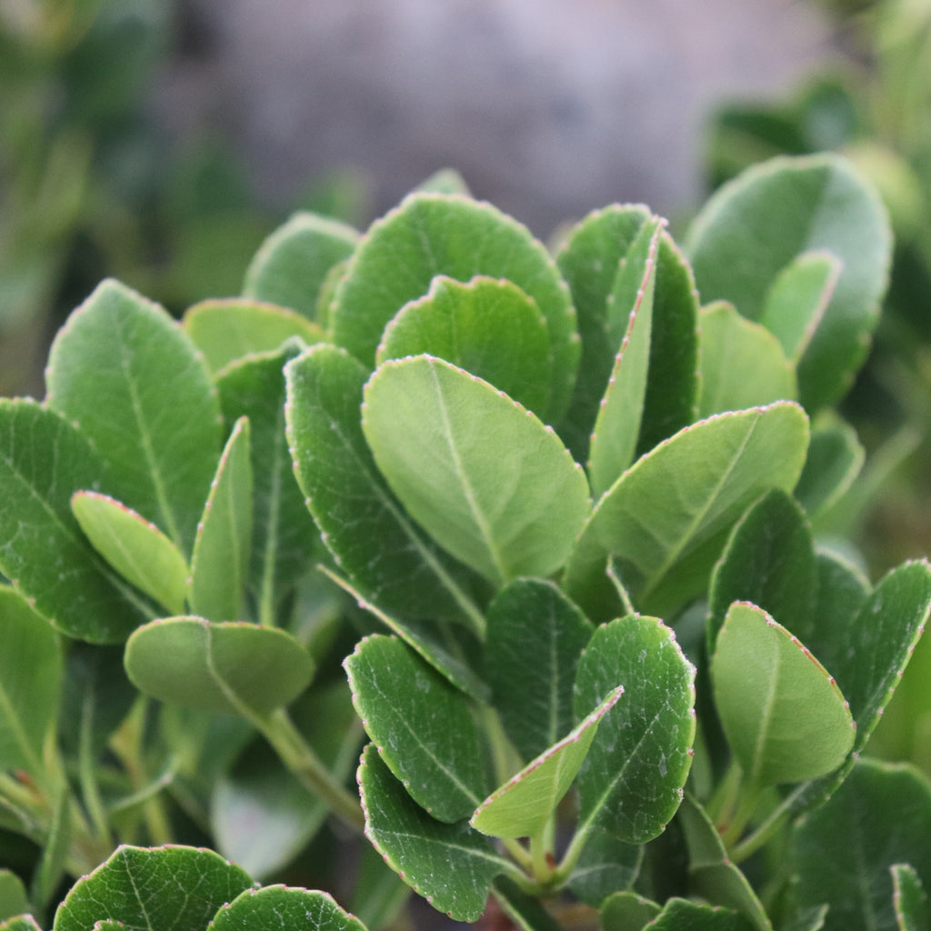 Rhaphiolepis Oriental Pearl Image