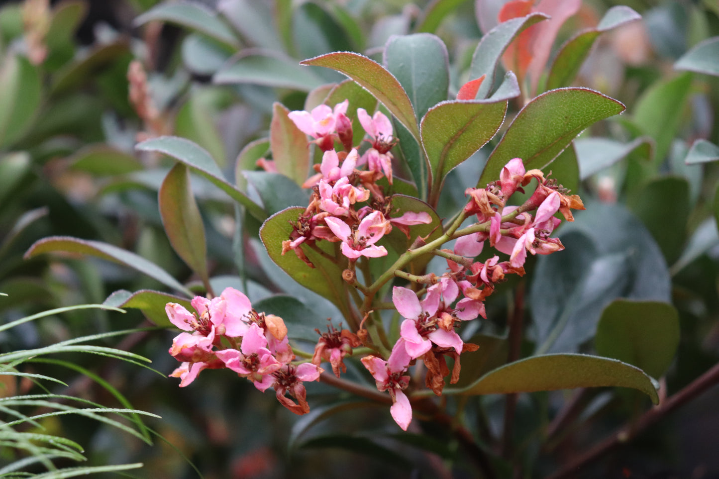 Rhaphiolepsis Ballerina