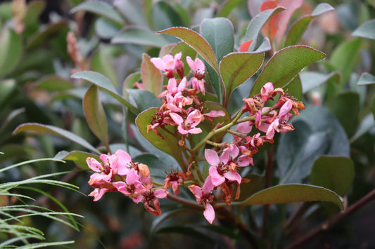 Rhaphiolepsis Ballerina