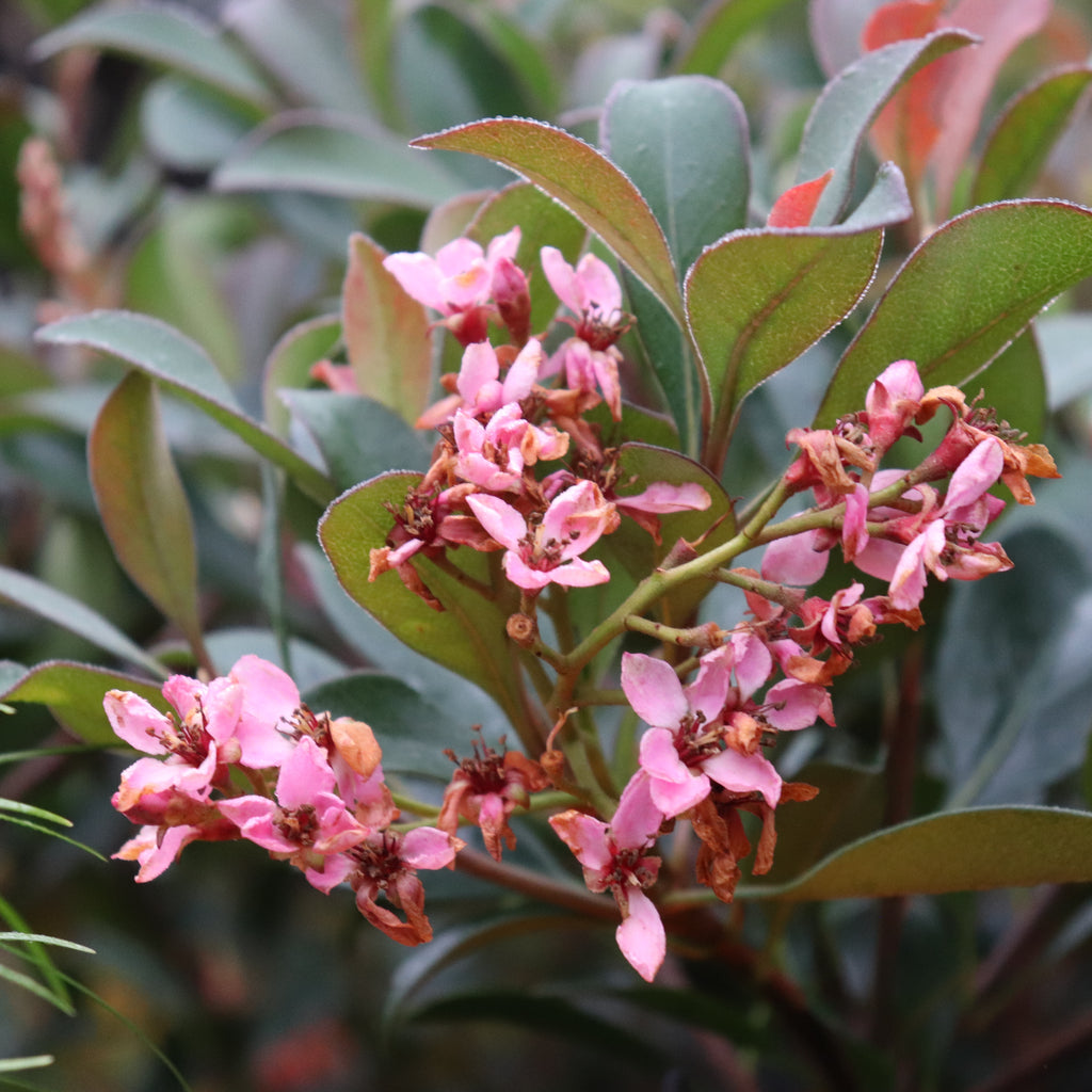 Rhaphiolepsis Ballerina Image