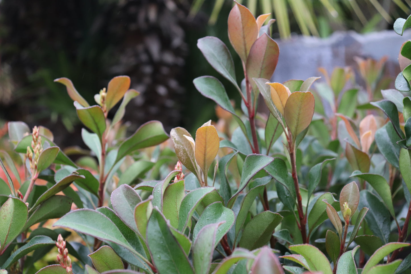 Rhaphiolepsis Ballerina 2