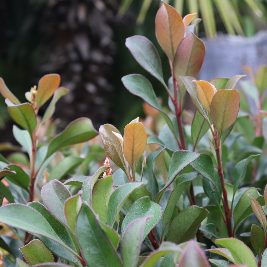 Rhaphiolepsis Ballerina Image