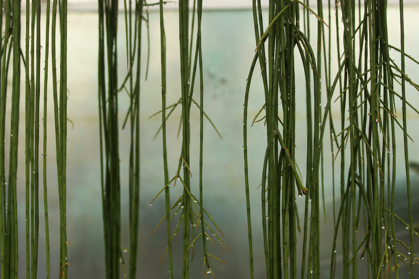 Rhipsalis baccifera