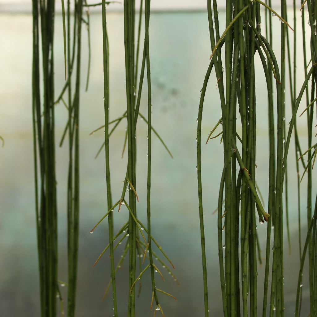 Rhipsalis baccifera Image