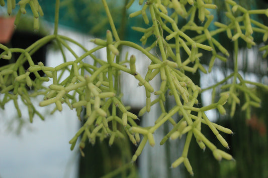 Rhipsalis cereuscula
