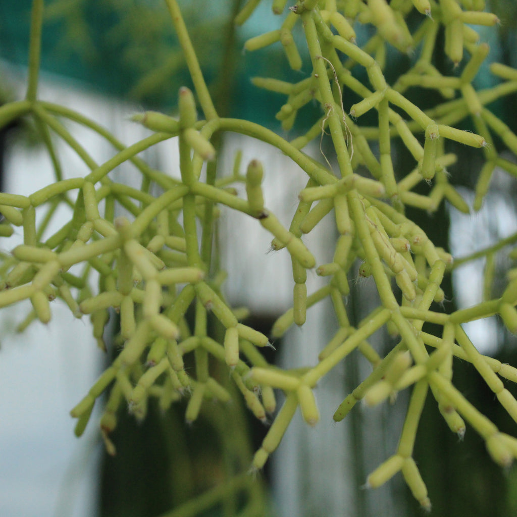 Rhipsalis cereuscula Image