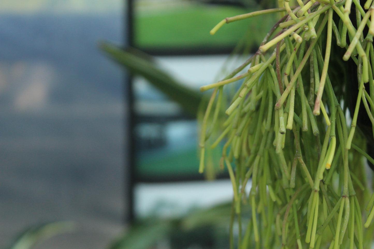 Rhipsalis clavata