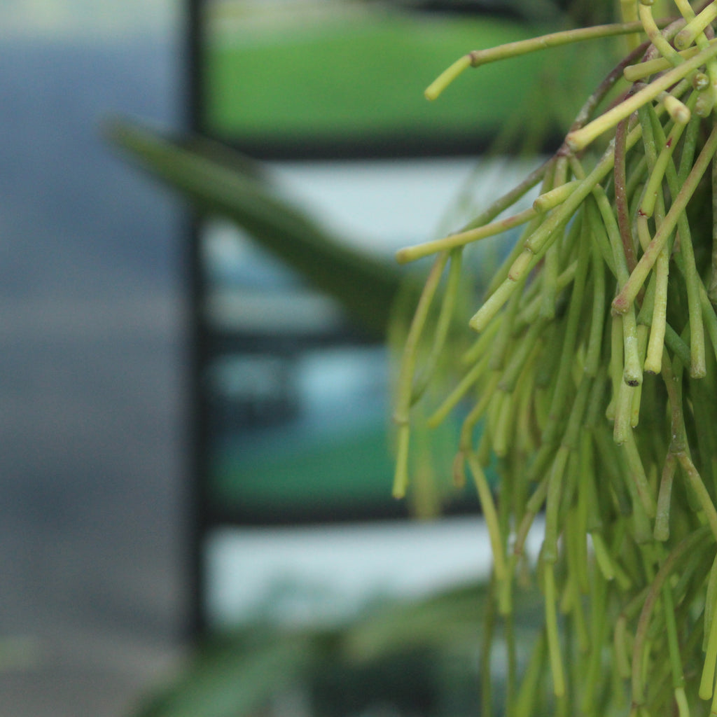 Rhipsalis clavata Image
