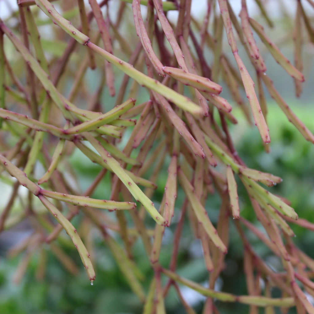Rhipsalis paradoxa Image