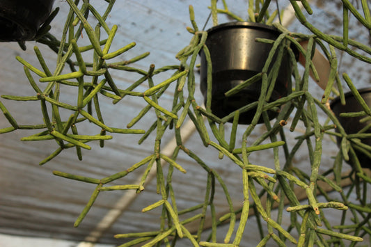 Rhipsalis pulvinigera