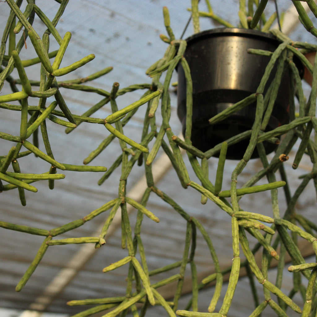 Rhipsalis pulvinigera Image