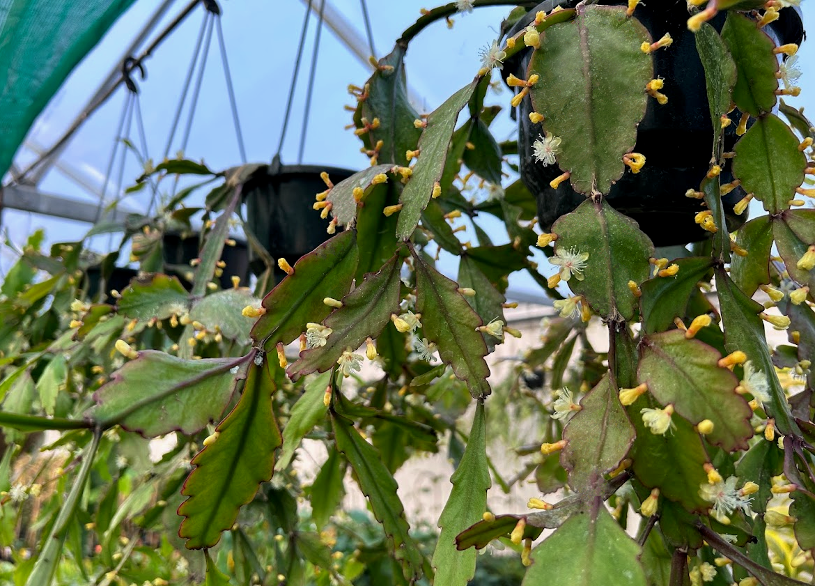 Rhipsalis rhombea