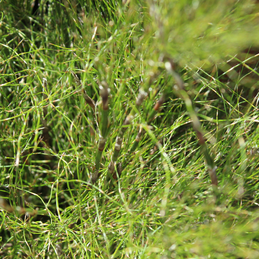 Rhodocoma capensis Image