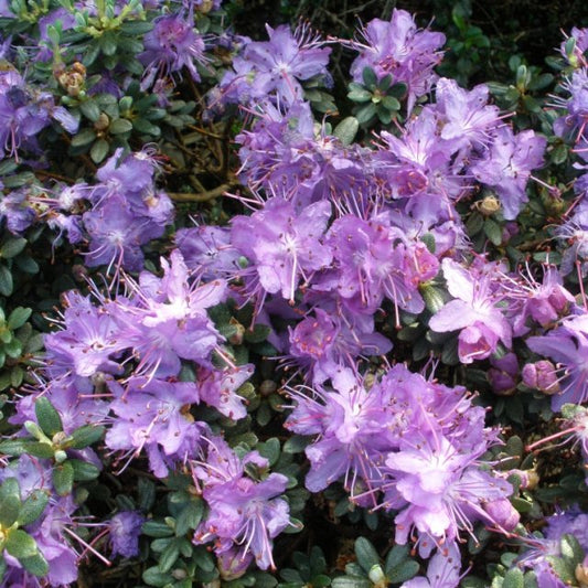 Rhododendron Impeditum