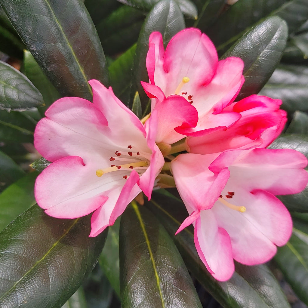 Rhododendron Apple Brandy Image