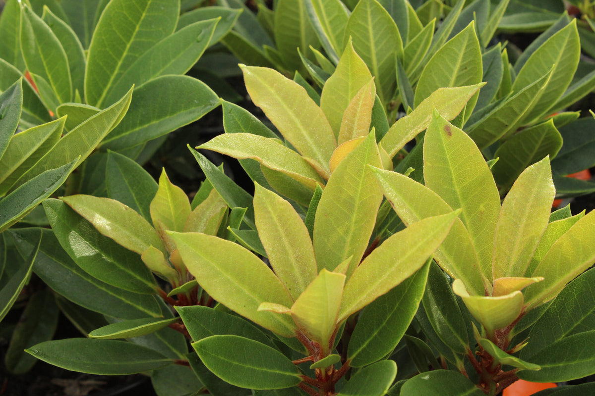 Rhododendron Black Magic – Texture Plants, Landscapes, Lush Lawns ...