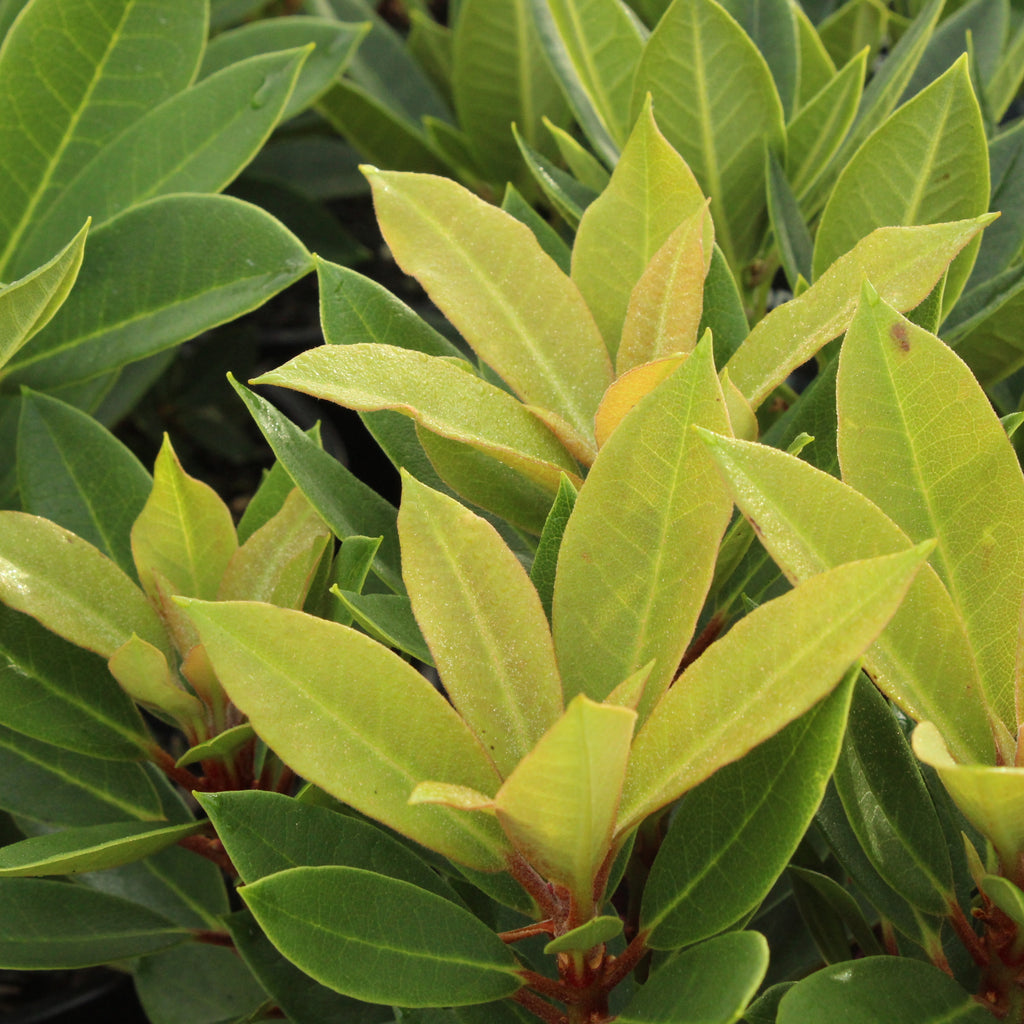 Rhododendron Black Magic Image