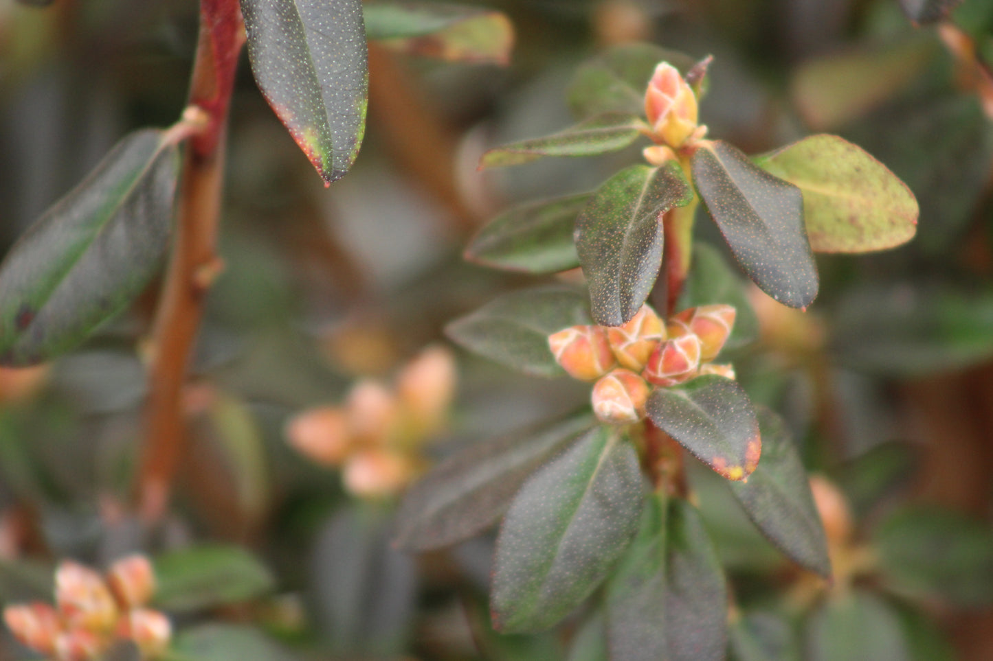 Rhododendron Blue Diamond