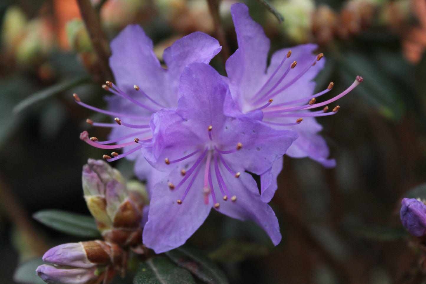 Rhododendron Blue Diamond 1