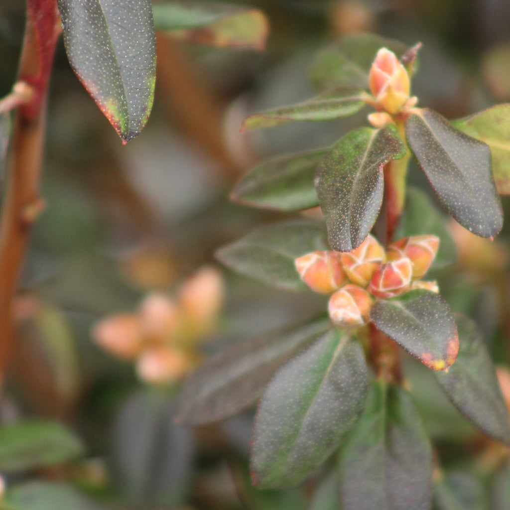 Rhododendron Blue Diamond Image