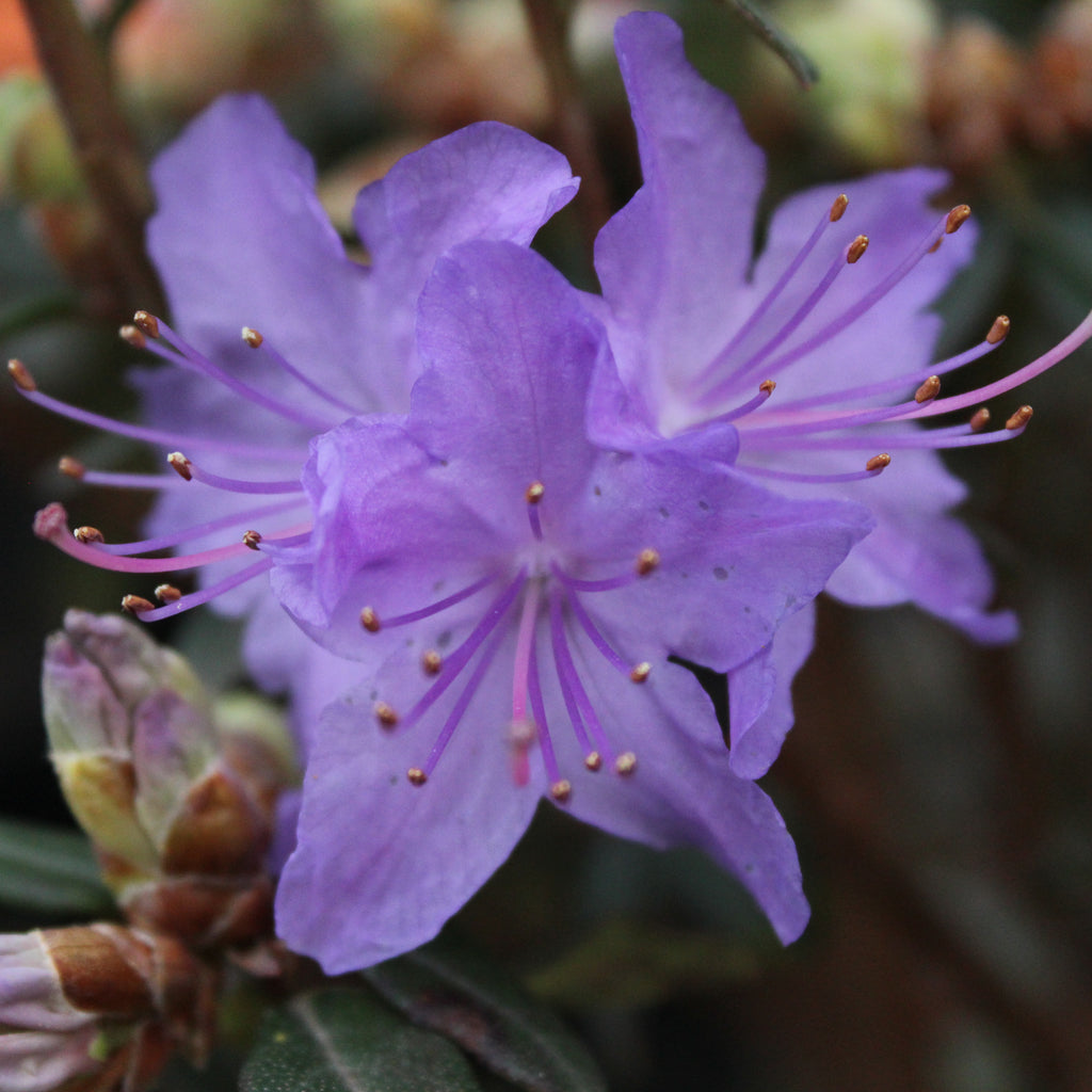 Rhododendron Blue Diamond Image