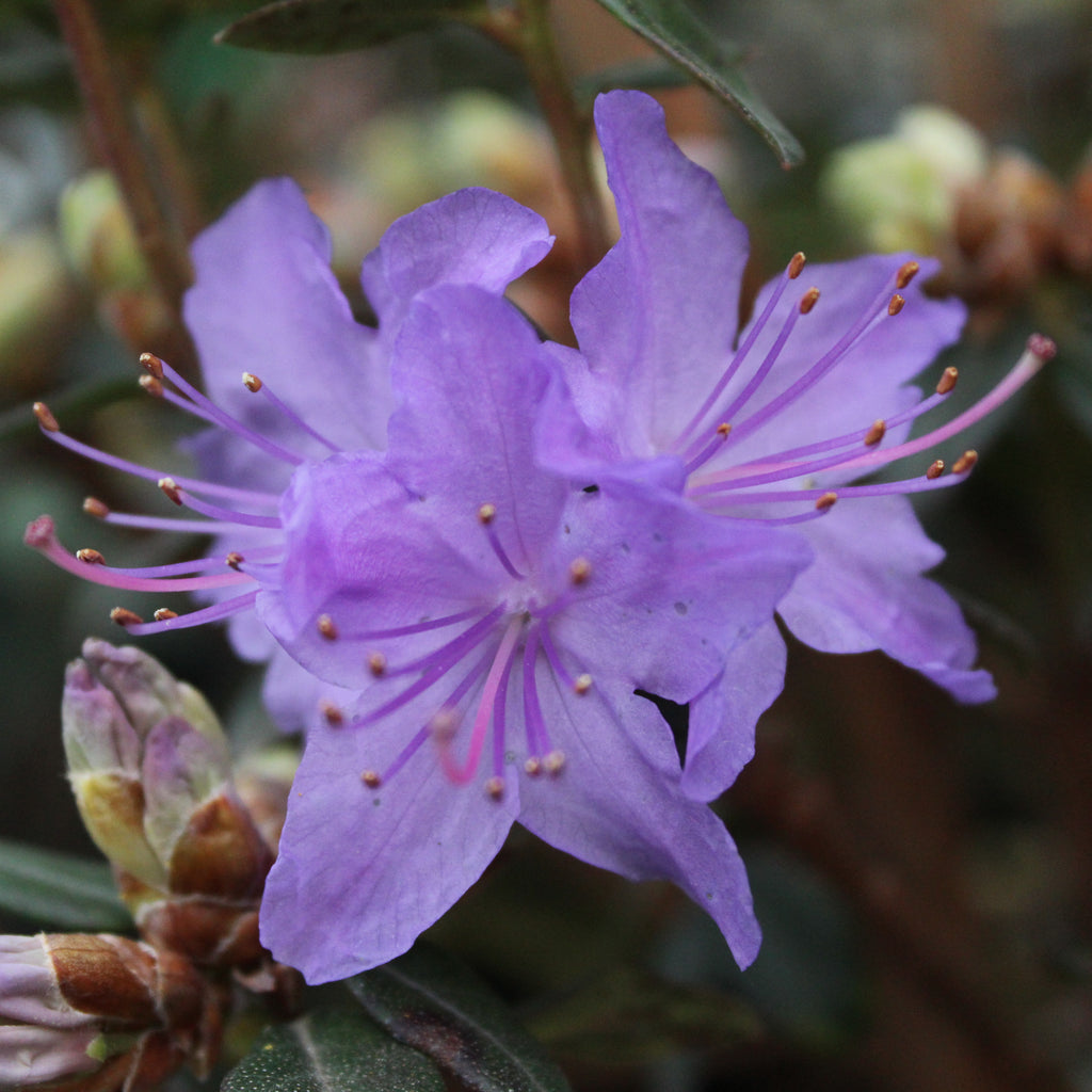 Rhododendron Blue Diamond Image