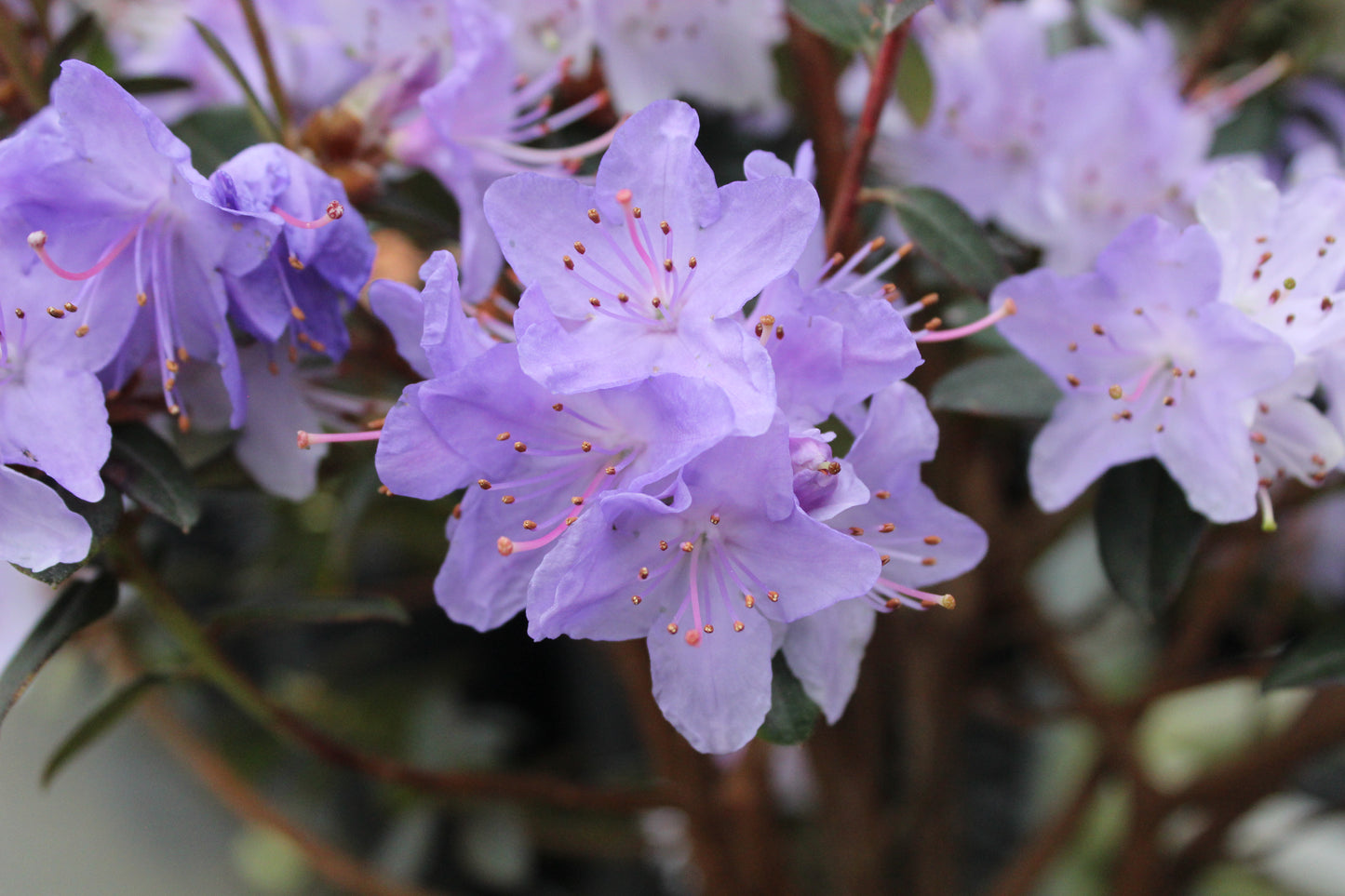 Rhododendron Blue Diamond 4