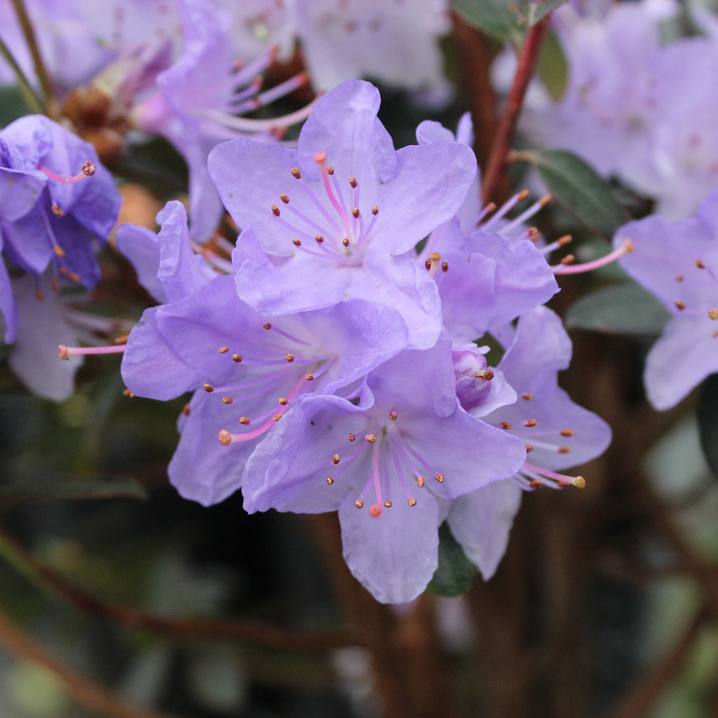 Rhododendron Blue Diamond Image