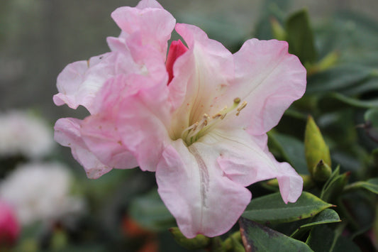 Rhododendron Bruce Brechbill..