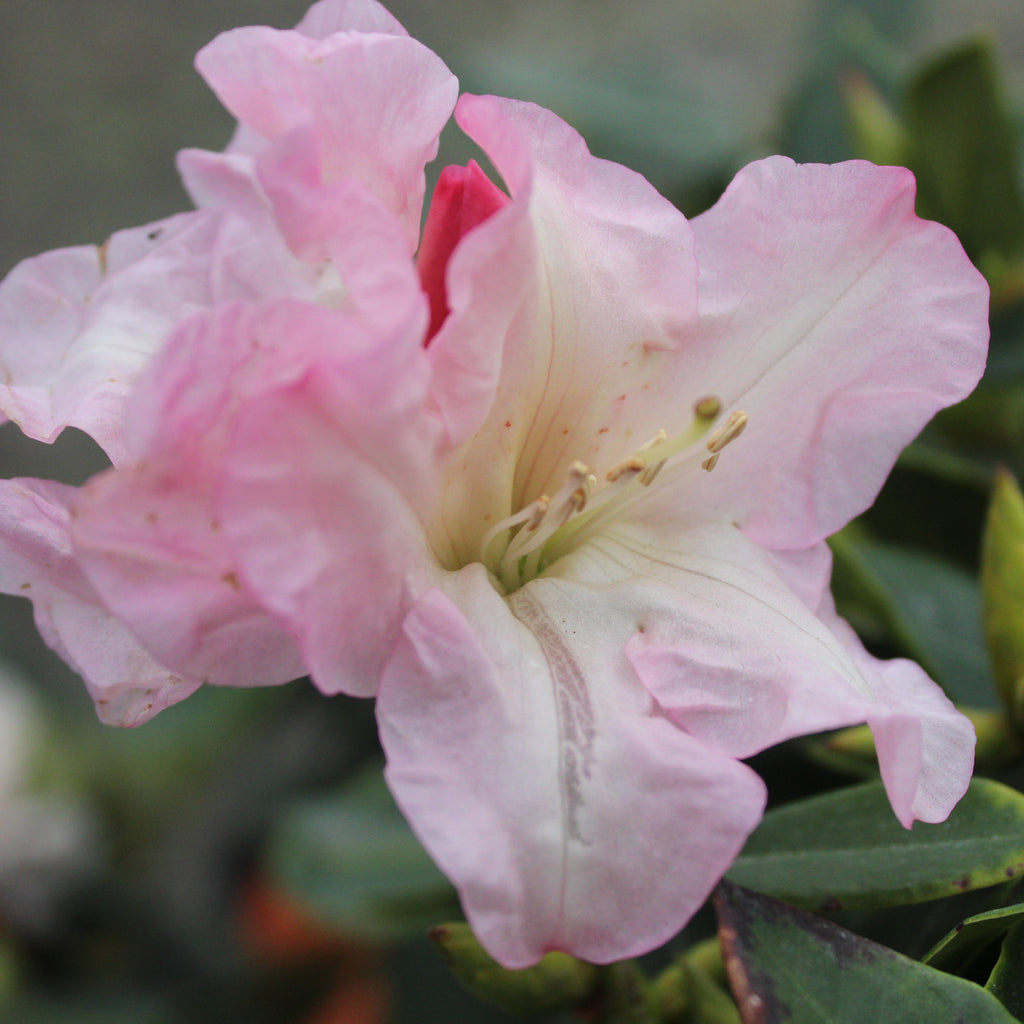 Rhododendron Bruce Brechbill Image