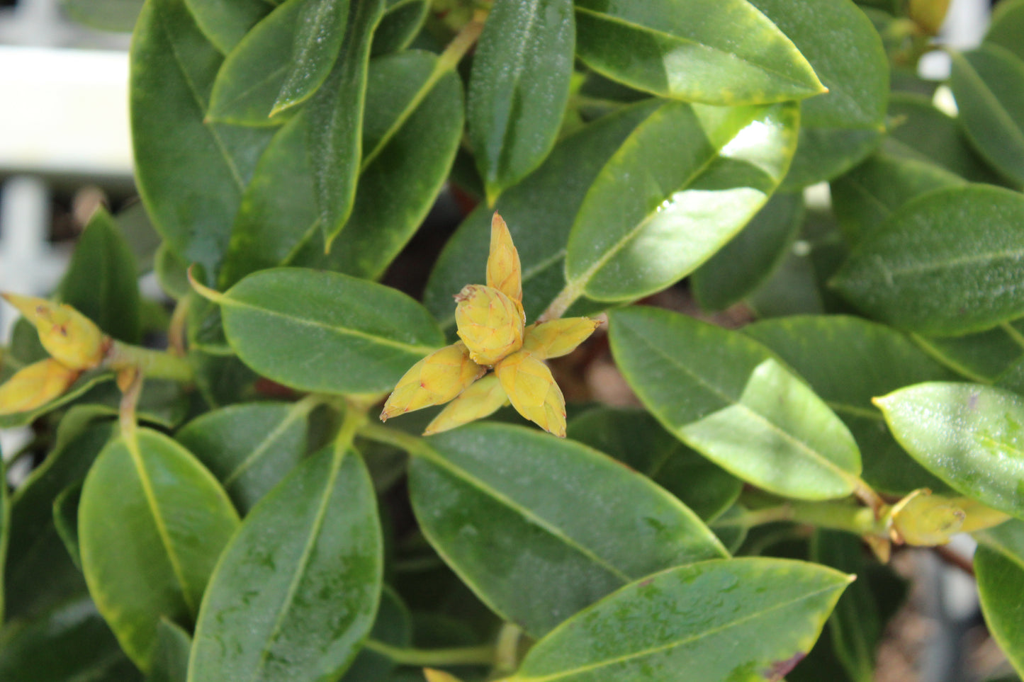 Rhododendron Bruce Brechbill.