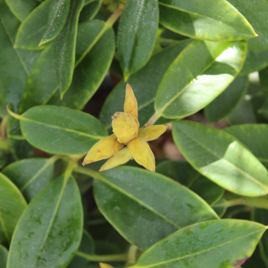 Rhododendron Bruce Brechbill Image