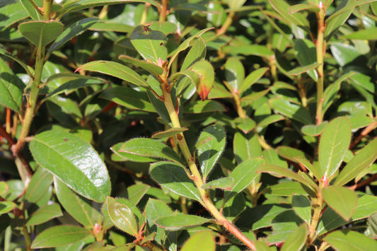 Rhododendron Charisma