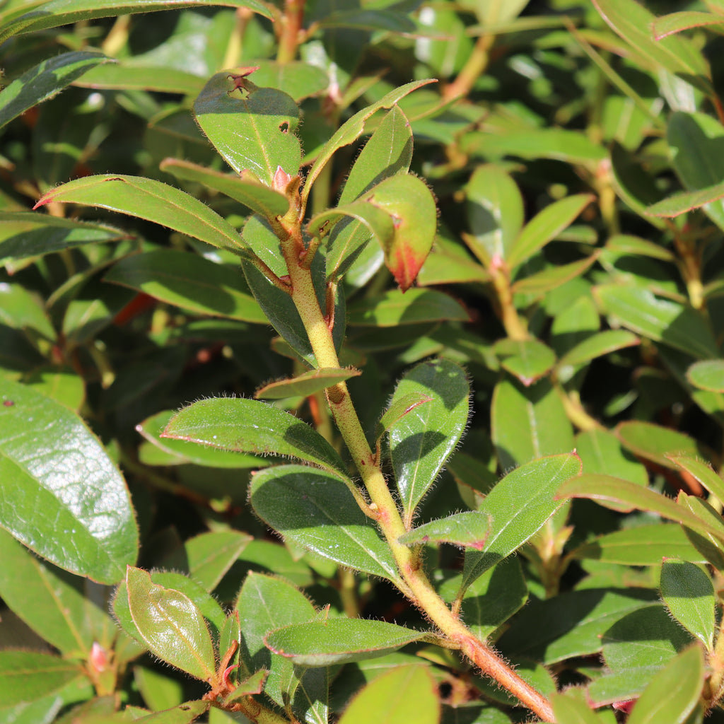 Rhododendron Charisma Image