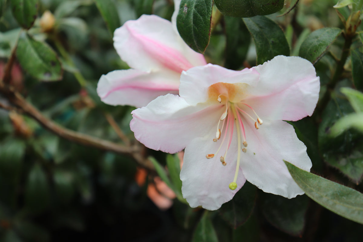Rhododendron Charisma 2