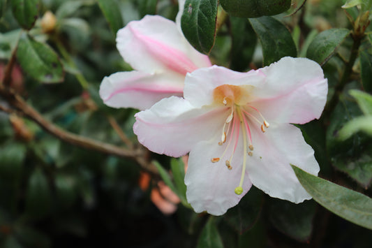 Rhododendron Charisma 2