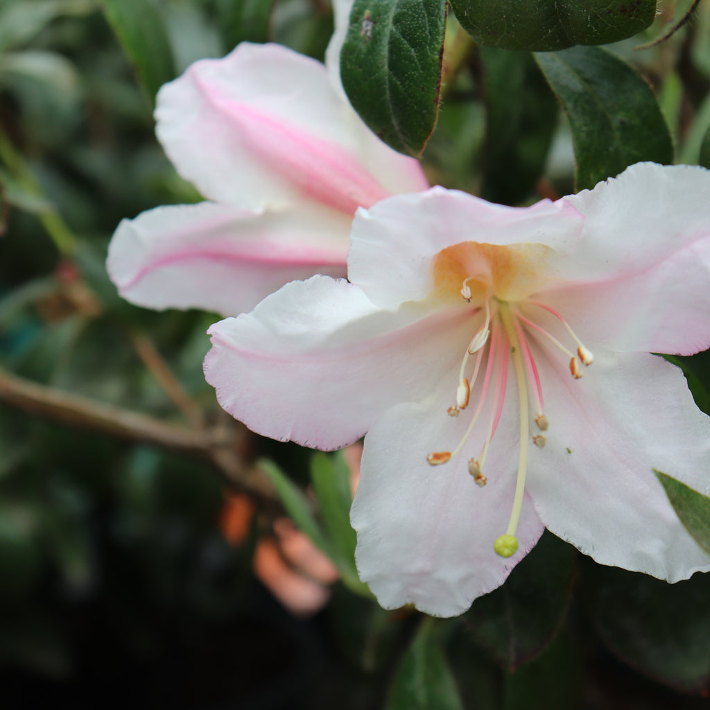 Rhododendron Charisma Image