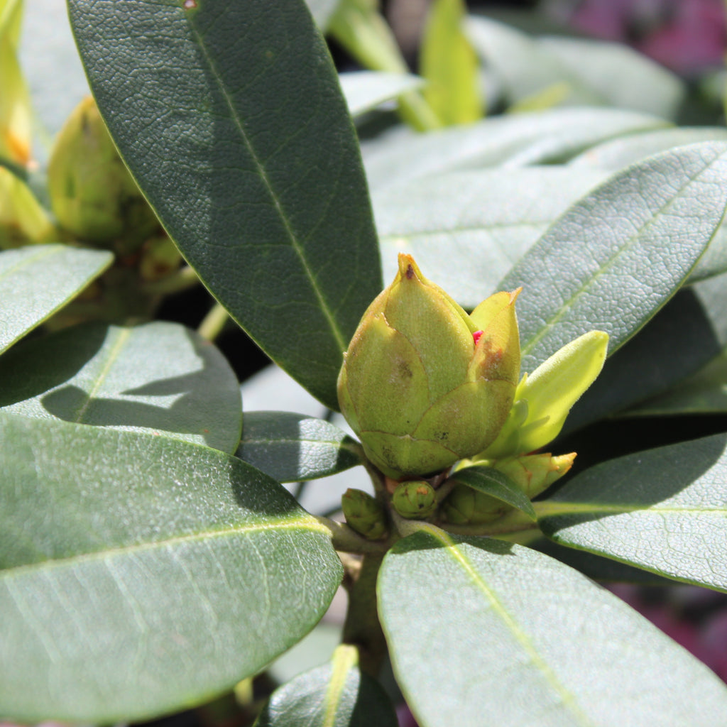 Rhododendron Doc Image