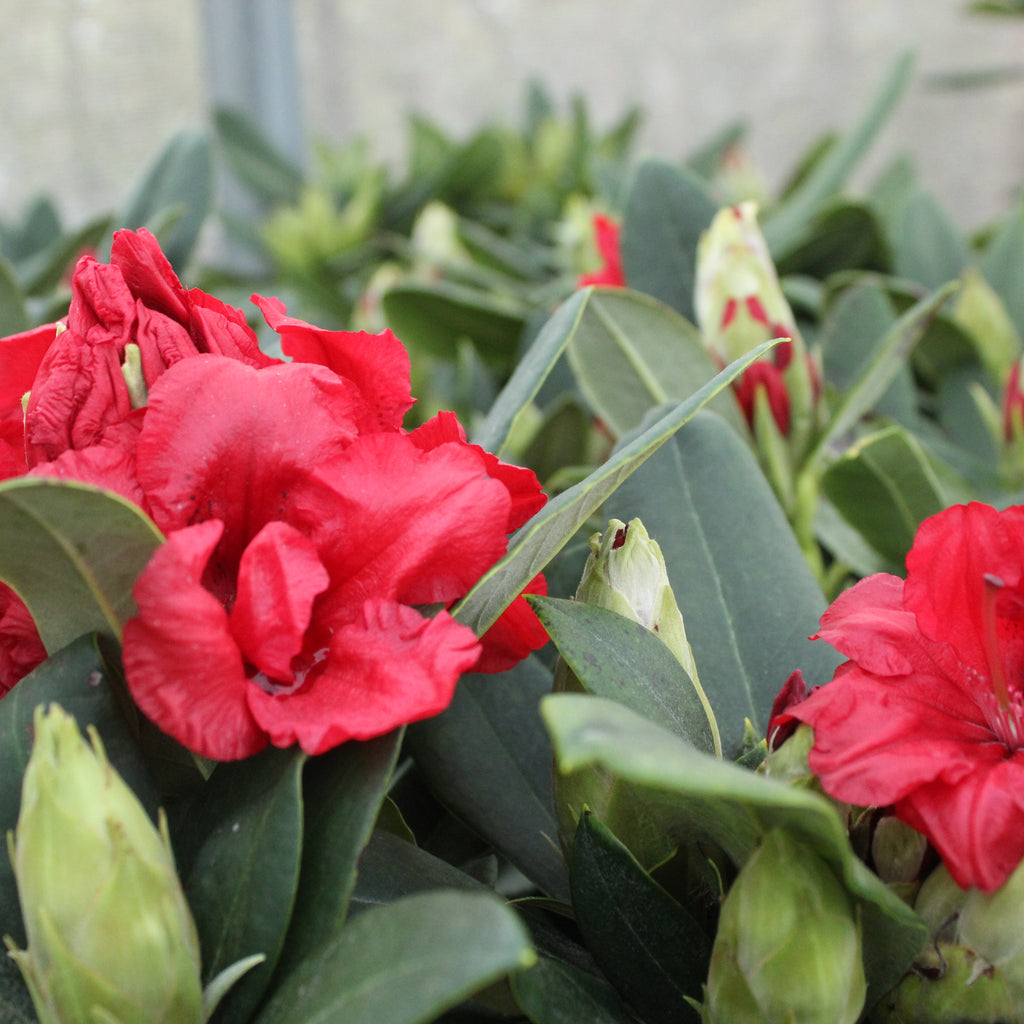 Rhododendron Dopey Image