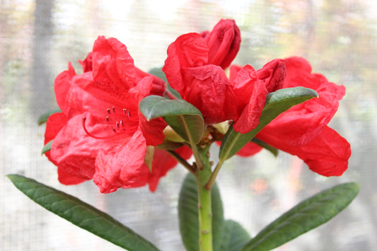 Rhododendron Elizabeth red royalty 2