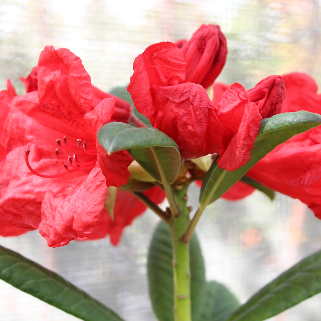 Rhododendron Elizabeth red royalty Image