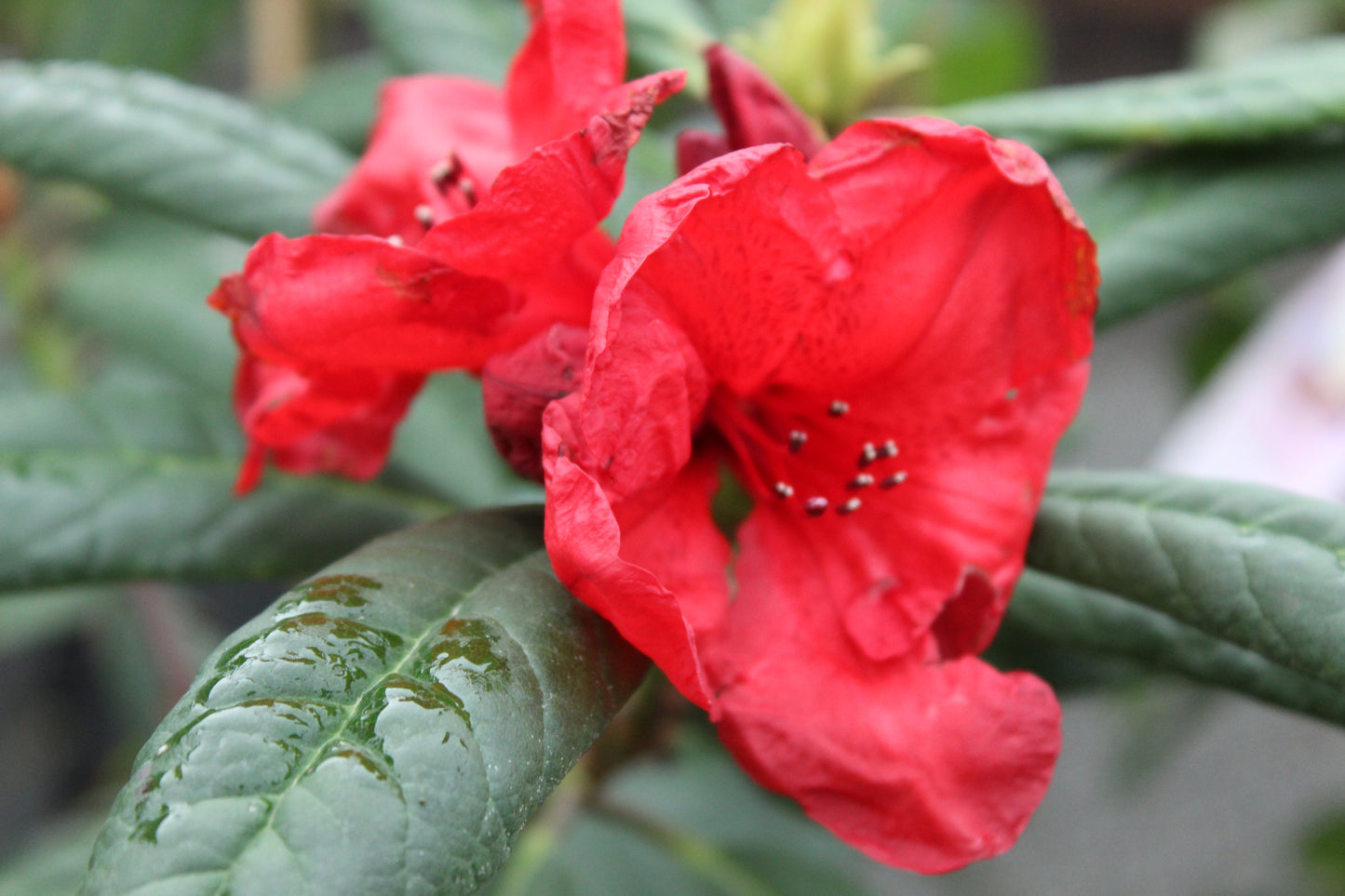 Rhododendron Elizabeth red royalty 3