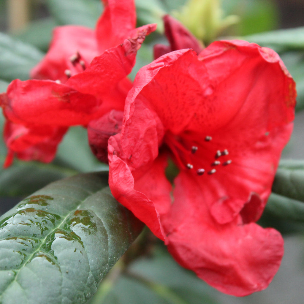 Rhododendron Elizabeth red royalty Image
