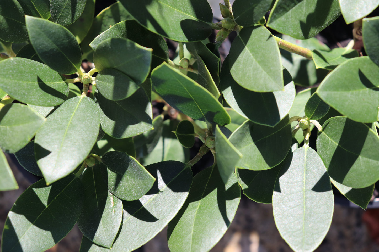 Rhododendron Fastuosum Floro Pleno