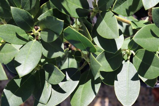 Rhododendron Fastuosum Floro Pleno