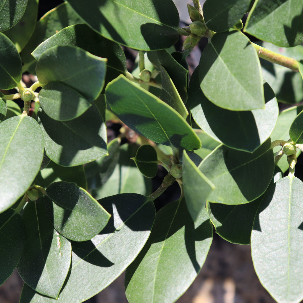 Rhododendron Fastuosum Flore Pleno Image