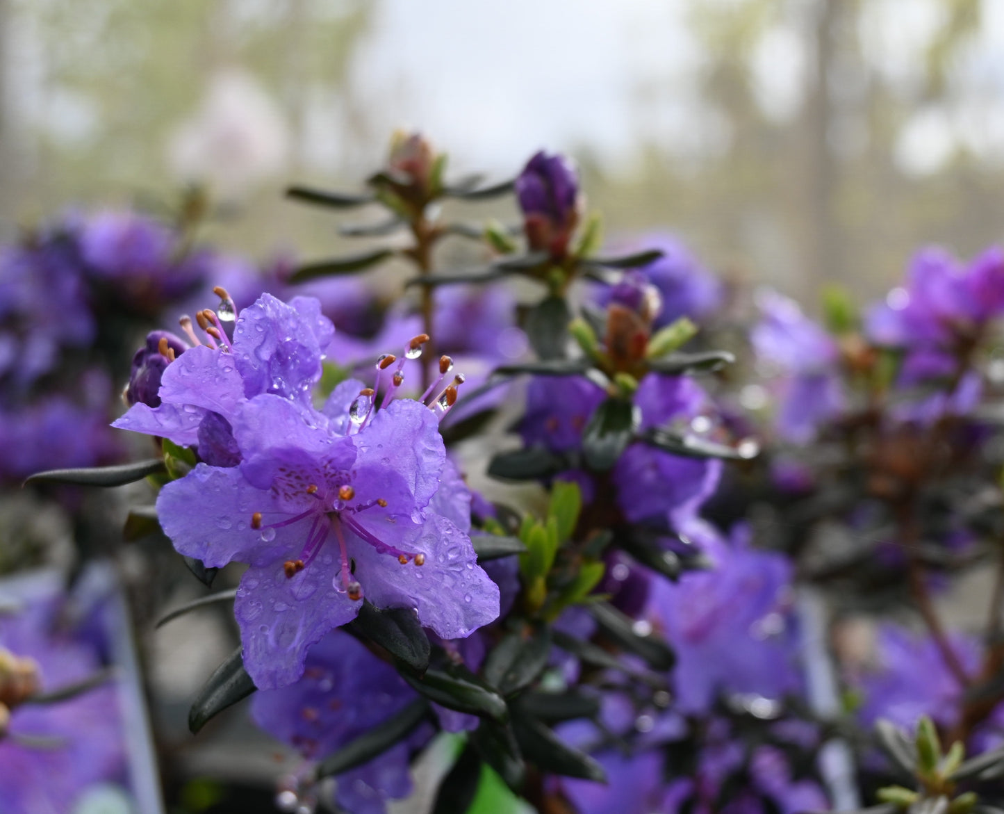 Rhododendron Glenfalloch Blue