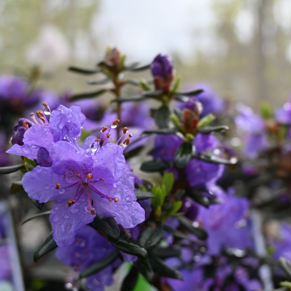 Rhododendron Glenfalloch Blue Image