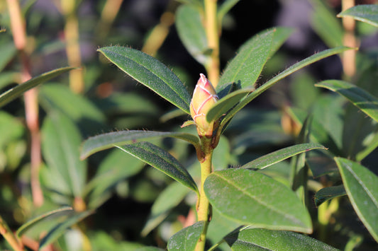 Rhododendron Harry Tagg
