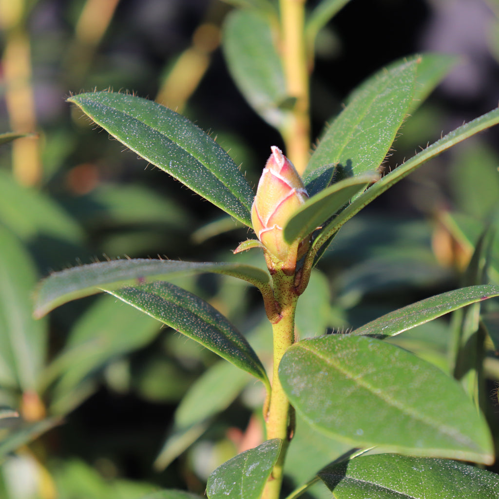 Rhododendron Harry Tagg Image